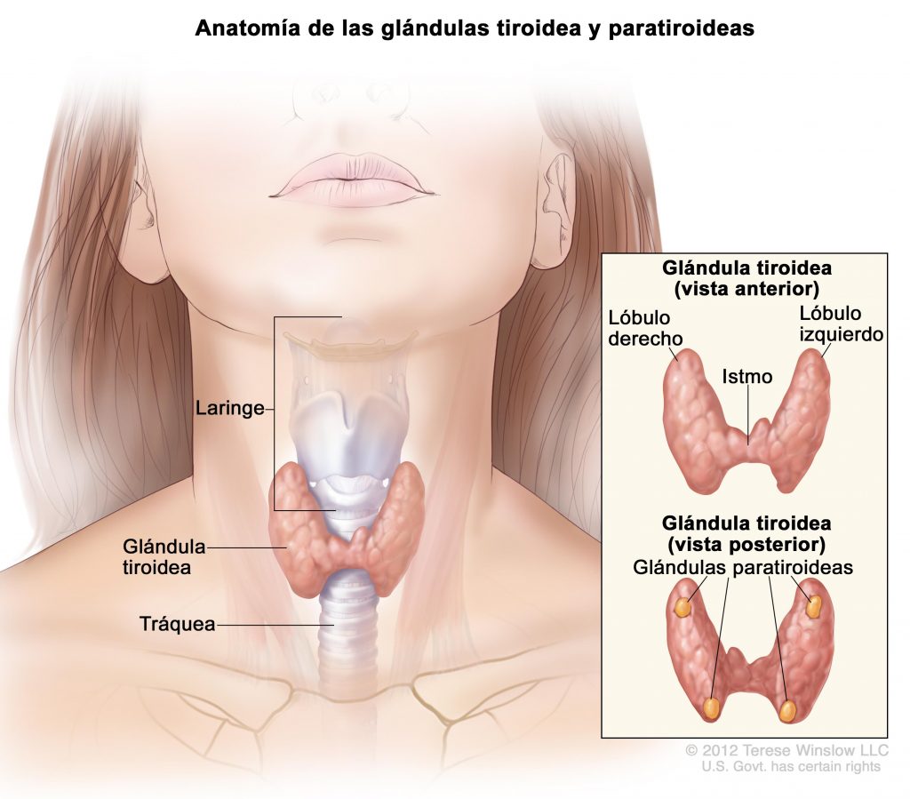 Read more about the article Una nueva prueba podría prevenir cirugías innecesarias de cáncer de tiroides